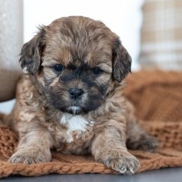 Maltipoo, Shichon, and Shihpoo Puppies from Timbercreek Puppies