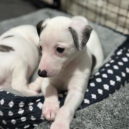 Zora - White and black female Whippet puppy in Winter Garden, Florida from Infinity Whippets