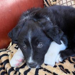 E - Black and white male Border Collie puppy in Burlington, Kentucky from Murphys Farm