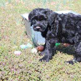 Dark Pink - Black Giant Schnauzer puppy in Missouri from Jotunn Kennels