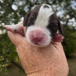 Gray collar - White and liver male English Springer Spaniel puppy in Sterling, Michigan from Springerdoodles In MI