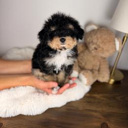 Noodle - Tri-color male Bernedoodle puppy in Sweetwater, Florida from Sandy Snout Doodles