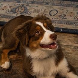 Australian Shepherd Puppies from Lovable Little Aussies