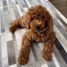 Rosie - Cockapoo