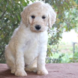 Dachshund and Poodle Puppies from Divine Dachshunds & Divine Poodle Paradise Standard Poodles