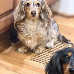Candy - Dachshund