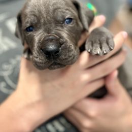 Great Dane Puppies from Blue Thunder Danes
