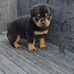 Boy 3 - Black and mahogany male Rottweiler puppy in Holts Summit, Missouri from Hurleyhaus Rottweilers
