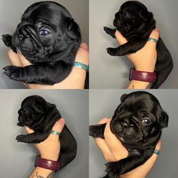 French Bulldog Puppies from K&J Frenchies