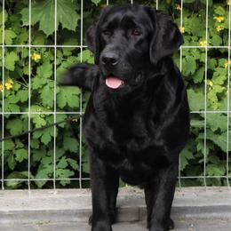 Clarabelle - Black female Labrador Retriever puppy in Owosso, Michigan from Bennington Retrievers