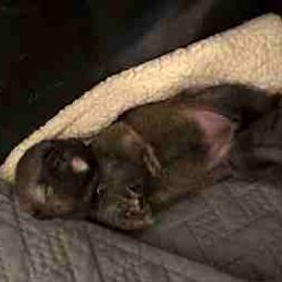 Bella - Sesame female Shiba Inu puppy in Tamarac, Florida from The Queen of Shibas