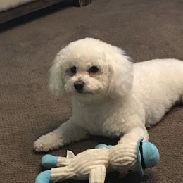 Archie - Bichon Frise