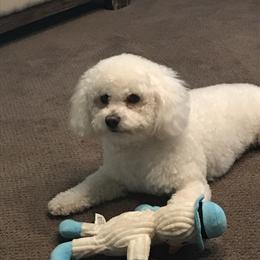 Archie - Bichon Frise