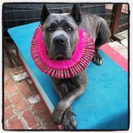 Cane Corso All Grown Up from Garmr Cane Corso