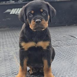 GIRL 1 - Black and mahogany female Rottweiler puppy in Holts Summit, Missouri from Hurleyhaus Rottweilers
