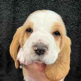Cadbury (black) - Red and white male Basset Hound puppy in Kingsport, Tennessee from Bear’s Bassets
