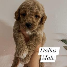Dallas (Our Lone Star State litter) - Red  male Goldendoodle puppy in Hopkins County, Texas from Boutique Doodles