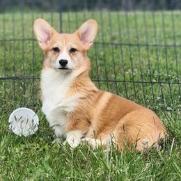 Abby - Red female Pembroke Welsh Corgi puppy in Dunbar, Nebraska from Vintage Corgis