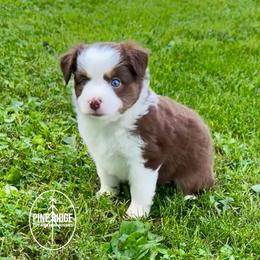 Stella - Red tri female Toy Australian Shepherd puppy in Bristow, Iowa from Pine Ridge Toy and Mini Aussies