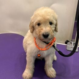 Russ Wheeler - Cream male Goldendoodle puppy in Van Buren, Missouri from Jami’s Goldendoodles & Poodles