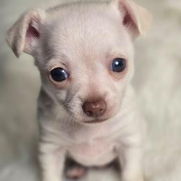 Buddy - Cream and white male Chihuahua puppy in Plainfield, Indiana from Abby's Pampered Pooches