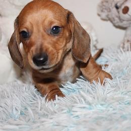 Boy 2 - Red male Dachshund puppy in Craig, Colorado from Rocky Mountain Shih Tzus and Dry Creek Miniature Dachshunds
