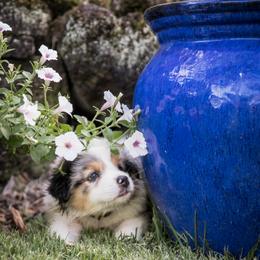 Australian Shepherd Puppies from Hawaii Australian Shepherds