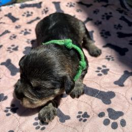 AKC VP Green - Salt and pepper male Miniature Schnauzer puppy in Benson, North Carolina from A Bundle of Love