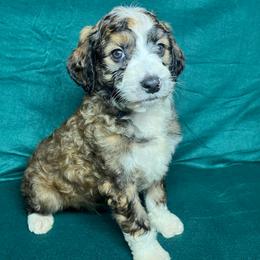 Boy 4 - Sable male Aussiedoodle puppy in Alabama from SBA Aussies