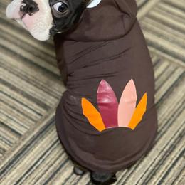 Boston Terrier Puppies from I Love Pups