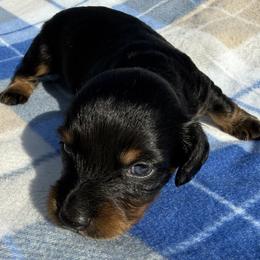 AKC Black and Tan Male - Black and tan male Dachshund puppy in Sumrall, Mississippi from JP’s Dachshunds