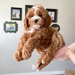 Cavapoo Puppies from Wonderful World Doodles