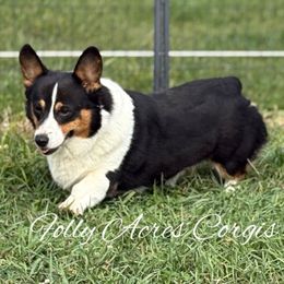 Grit - Pembroke Welsh Corgi