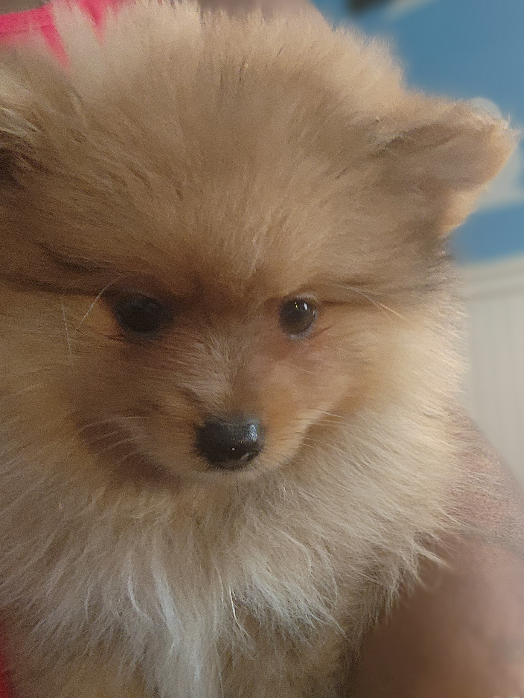 Pomeranian Puppies from Frizella's Mommy 2 Pom Poms