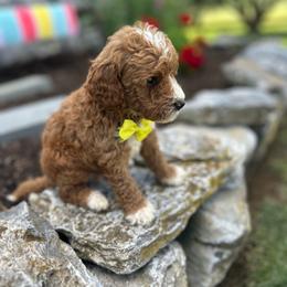 Fabio - Red  male Goldendoodle puppy in Mint Hill, North Carolina from DoodleForever