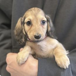 Girl 5 - female Dachshund puppy in Crystal, Michigan from Mare-bella Dachshunds
