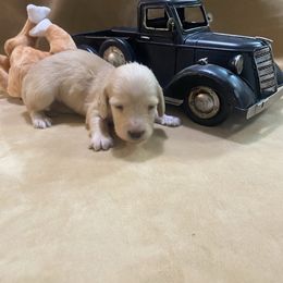 Sophie - Cream female Dachshund puppy in Smicksburg, Pennsylvania from TLC Dachshunds