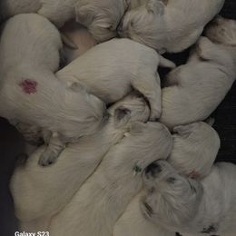 Color coated Red - Light golden male Golden Retriever puppy in Chesterton, Indiana from Takota Dogs