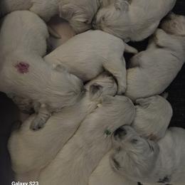 Color coated Red - Light golden male Golden Retriever puppy in Chesterton, Indiana from Takota Dogs