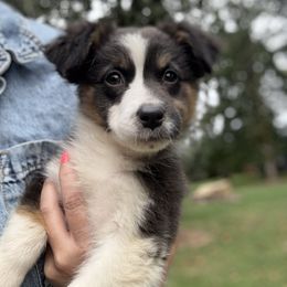Kiss - Black tri female Miniature American Shepherd puppy in Scio, Oregon from Calyx Miniature American Shepherds