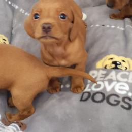 Girl 2 - Cream female Dachshund puppy in Phelan, California from Elite Parson Russells