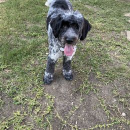 Tinley - Portuguese Water Dog