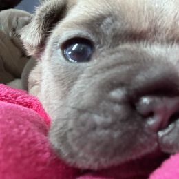 French Bulldog Puppies from Upcountry Frenchies