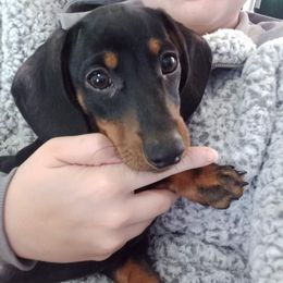 Dachshund Puppies from White River Valley Kennel