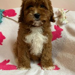 Cavapoo Puppies from Myles Barnum