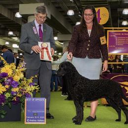 Eddie - Curly-Coated Retriever