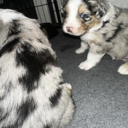 Australian Shepherd Puppies from Hamilton Farms