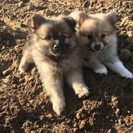 Pomeranian and Pomsky Puppies from Pine and Sea Pomskies