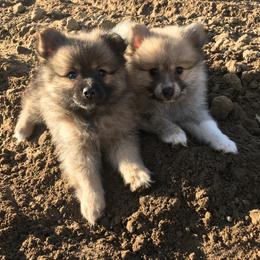Pomeranian and Pomsky Puppies from Pine and Sea Pomskies