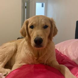 Madison - Golden female Golden Retriever puppy in Phoenix, Arizona from Star Raised Goldens